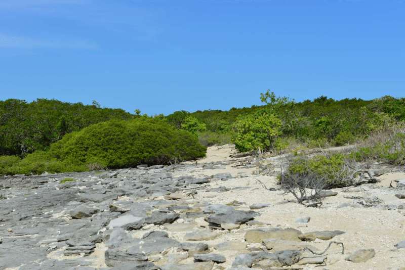 howick_island_0006