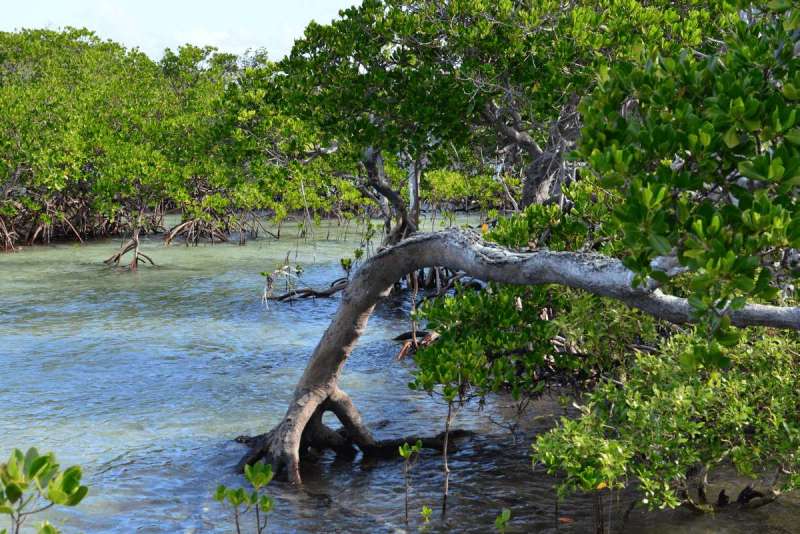 howick_island_0016