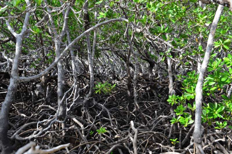 howick_island_0021