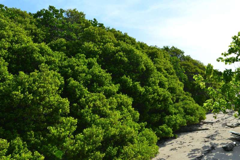 howick_island_0026