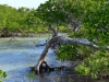 howick_island_0016