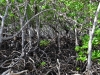 howick_island_0021