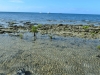 howick_island_0031
