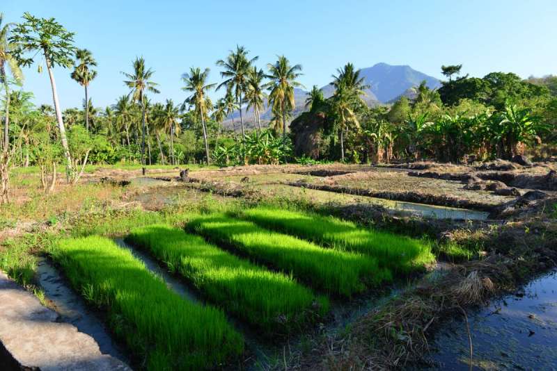 Indonesia_larantuka_0091