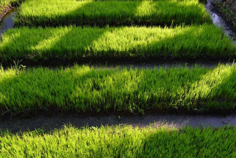 Indonesia_larantuka_0096