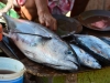 Indonesia_larantuka_bustour_0001
