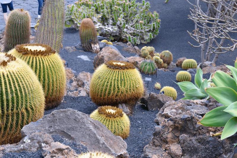 lanzarote_jardain_de_cactus_003