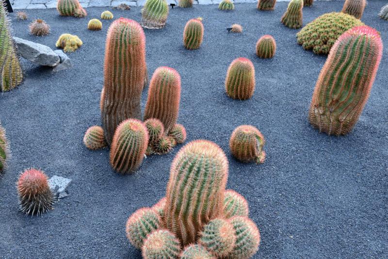 lanzarote_jardain_de_cactus_005