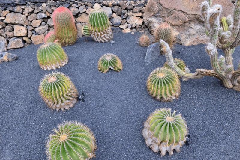 lanzarote_jardain_de_cactus_006