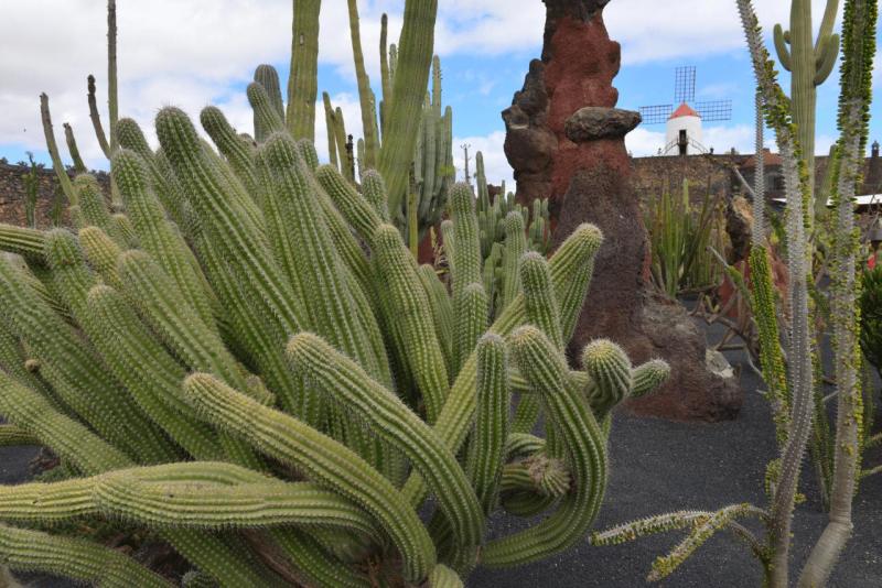 lanzarote_jardain_de_cactus_011