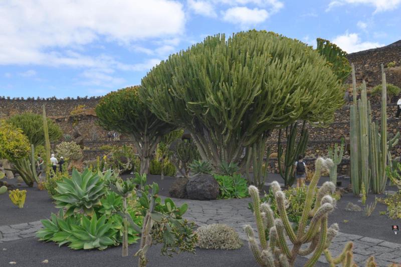lanzarote_jardain_de_cactus_012