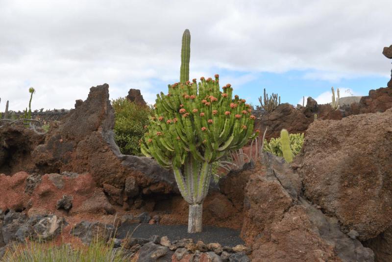 lanzarote_jardain_de_cactus_014