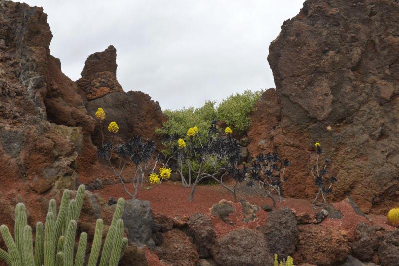 lanzarote_jardain_de_cactus_015