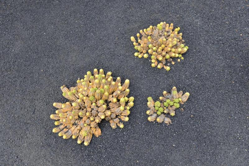 lanzarote_jardain_de_cactus_024