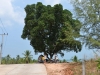 koh_yao_yai_0016