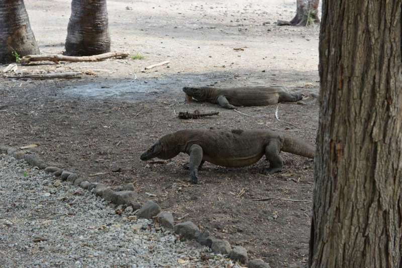 komodo_0026