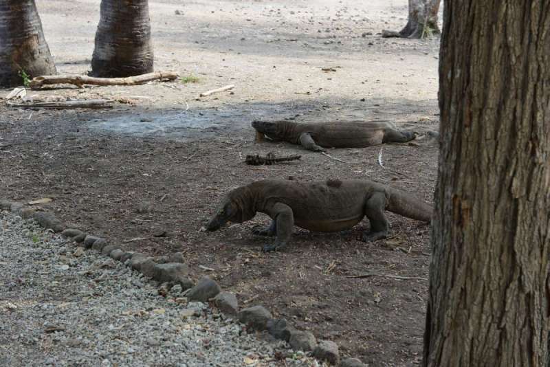 komodo_0031