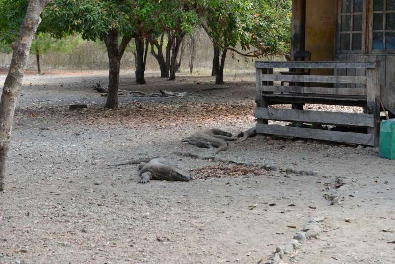 komodo_0036