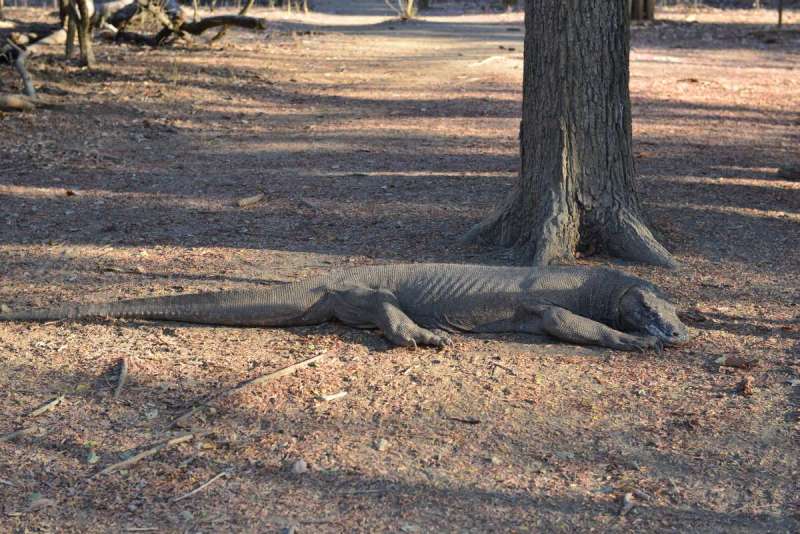 komodo_0051