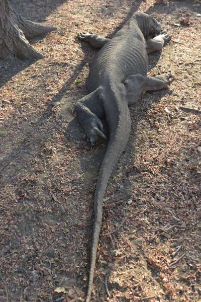 komodo_0056