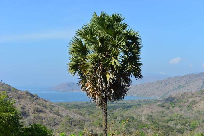komodo_0071
