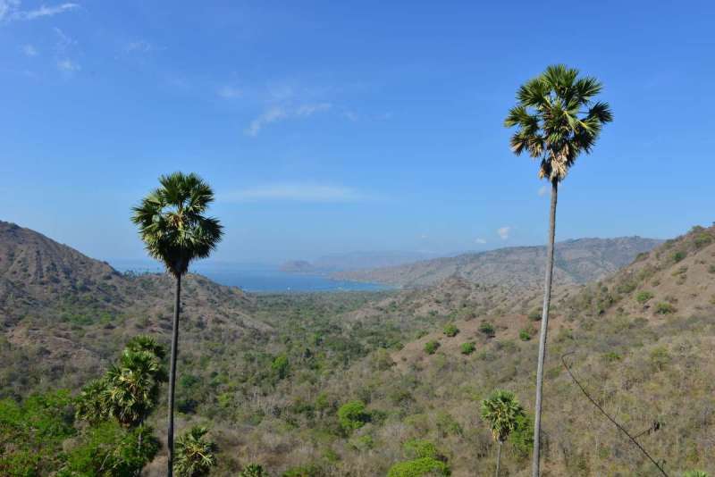 komodo_0076