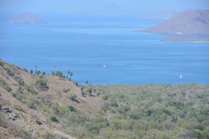 komodo_0101