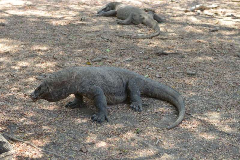 komodo_0106