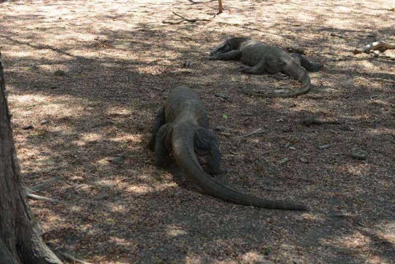 komodo_0111