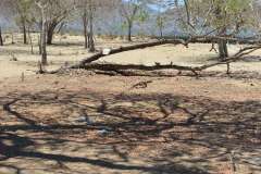 komodo