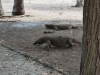 komodo_0026