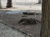 komodo_0031