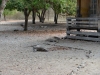 komodo_0036
