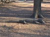 komodo_0051
