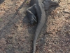 komodo_0056