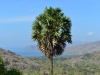 komodo_0071