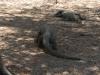 komodo_0111