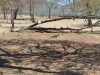 komodo_0121
