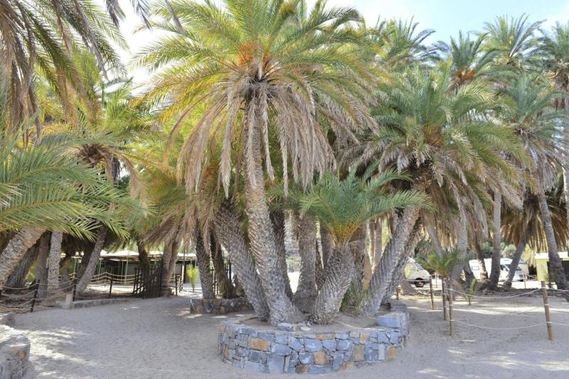 kreta_2024_vai_palm_beach_017