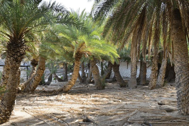 kreta_2024_vai_palm_beach_019