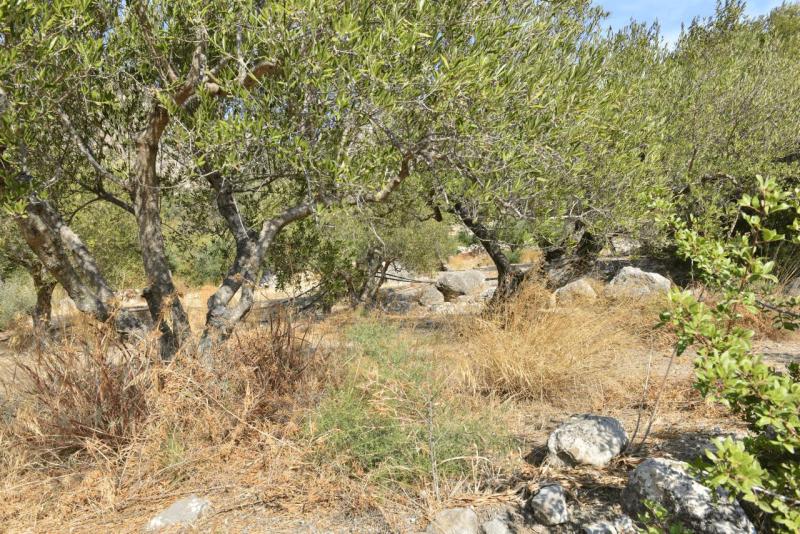 kreta_2024_pefki_schlucht_005