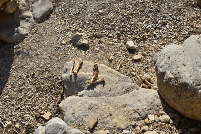kreta_2024_pefki_schlucht_021