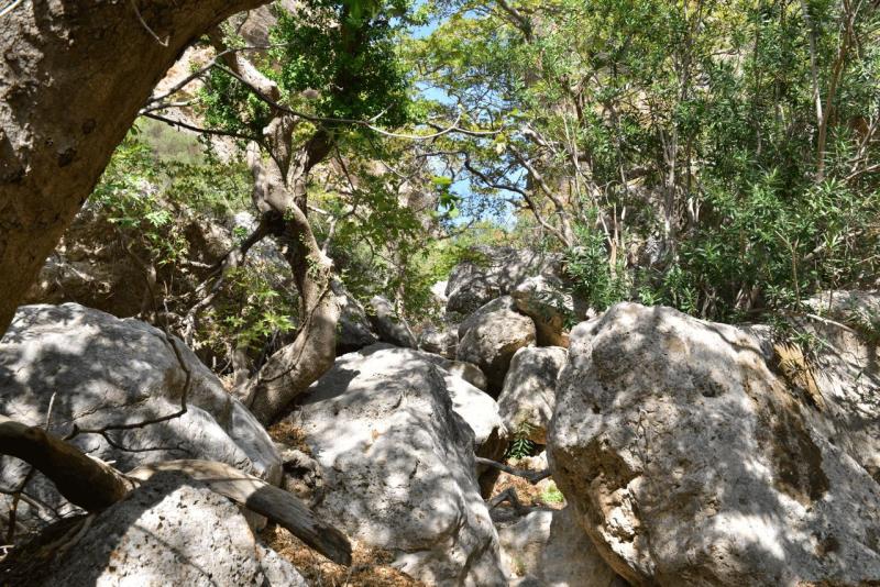 kreta_2024_pefki_schlucht_027