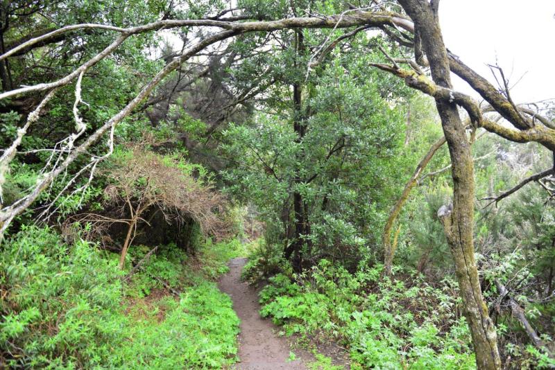 la_gomera_laguna_grande_hike_004