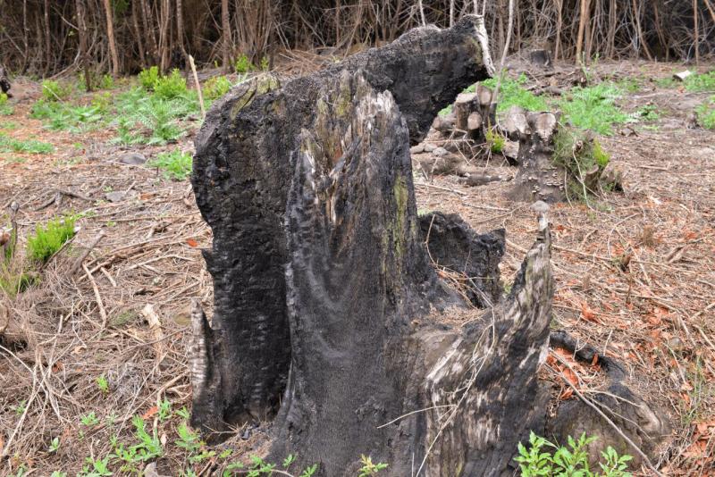 la_gomera_laguna_grande_hike_008