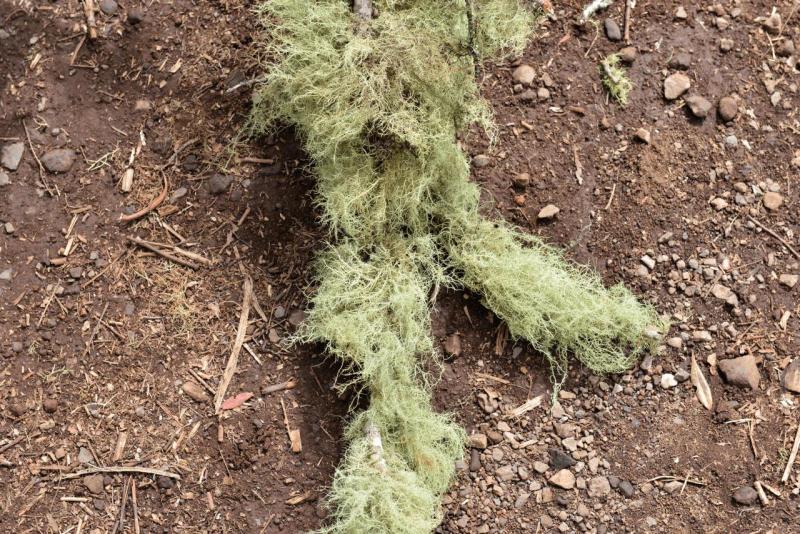 la_gomera_laguna_grande_hike_009