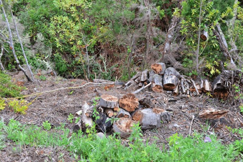 la_gomera_laguna_grande_hike_010