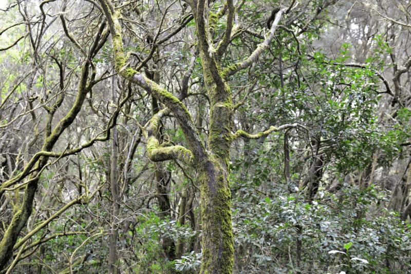 la_gomera_laguna_grande_hike_011
