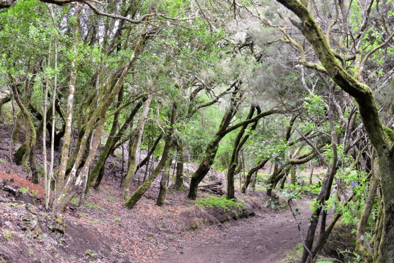 la_gomera_laguna_grande_hike_012
