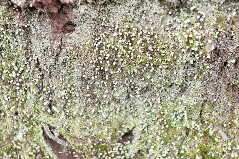 la_gomera_laguna_grande_hike_013